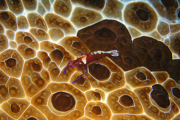 Emperor shrimp, Periclimenes imperator, on top of nudibranch, Pleurobranchus grandis, at night, Dumaguete, Negros Island, Philippines.