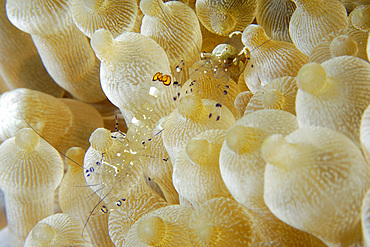 Anemone shrimp, Periclimenes brevicarpalis, El Dorado reef, Dumaguete, Negros Island, Philippines.