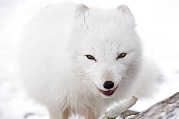 Arctic Fox (Vulpes lagopus), Canada.