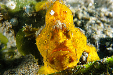 Painted frogfish, Antennarius pictus, head detail, Masaplod, Dumaguete, Negros Island, Philippines..