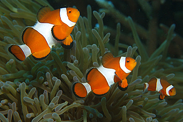 Family of false clown anemone fish, Amphiprion ocellaris, seeking refuge in sea anemone, Masaplod, Dumaguete, Negros Island, Philippines.