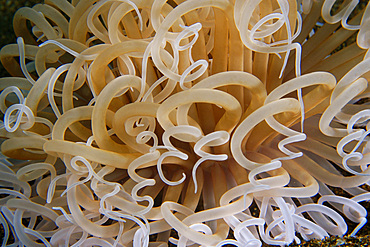 Tube anemone close-up, Cars, Dumaguete, Negros Island, Philippines.