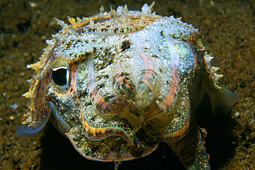 Needle cuttlefish, Sepia aculeata, front view at night, Dumaguete, Negros Island, Philippines.