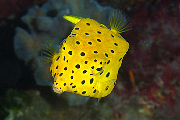 Yellow boxfish, Ostracion cubicus, juvenile, Dumaguete, Negros Island, Philippines.