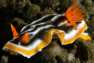 Nudibranch, Chromodoris magnifica, Dumaguete, Negros Island, Philippines.