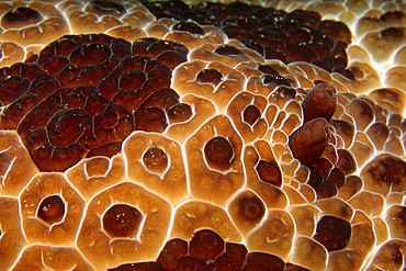 Pleurobranch slug, Pleurobranchus grandis, night, Dumaguete, Negros, Philippines.