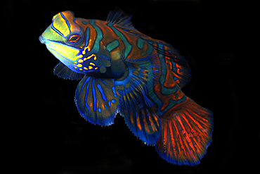 Mandarinfish, Synchiropus splendidus, male, Malapascua, Cebu, Philippines, Visayan Sea.