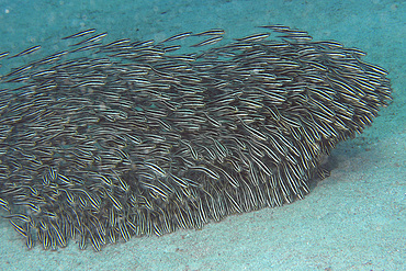 Juvenile striped catfish, Plotosus lineatus, schooling and feeding on sandy bottom, Puerto Galera, Mindoro, Philippines.