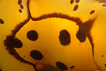 Pleurobranch sidegill slug, Berthella martensi, mantle detail, Puerto Galera, Mindoro, Philippines.