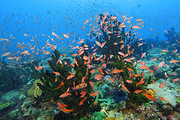 Thousands of scalefin anthias, Pseudanthias squamipinnis, hover over green coral, Tubastrea micrantha, Puerto Galera, Mindoro, Philippines.