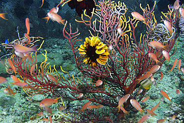 Feather star on sea fan, and scalefin anthias, Pseudanthias squamipinnis, Kilima steps, Puerto Galera, Mindoro, Philippines.