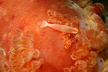 Emperor shrimp, Periclimenes imperator, next to gills of spanish dancer, Hexabranchus sanguineus, night, Puerto Galera, Mindoro, Philippines.