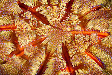 Fire urchin, Asthenosoma varium, Sinandigan wall, Puerto Galera, Mindoro, Philippines.