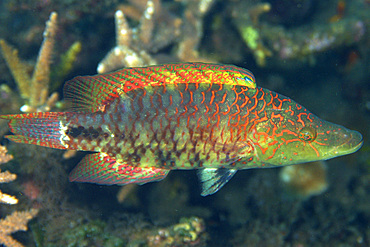 Celebes wrasse, Oxycheilinus celebicus, Dumaguete, Negros, Philippines.