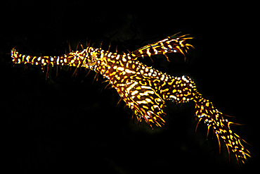 Ornate ghost pipefish, Solenostomus paradoxus, Dumaguete, Negros Island, Philippines.