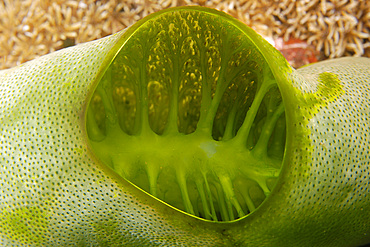 Ascidian, Didemnum molle, oscule detail, Dauin, Negros, Philippines.