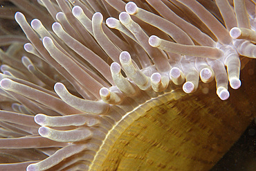 Magnificent sea anemone, Heteractis magnifica, Dumaguete, Negros, Philippines.