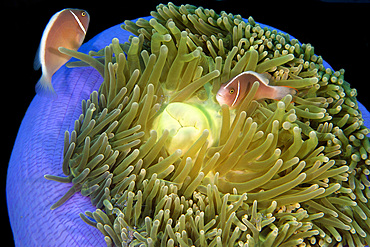 Pink anemone fish, Amphiprion periderion, on magnificent sea anemone, Heteractis magnifica, Dumaguete, Negros, Philippines.