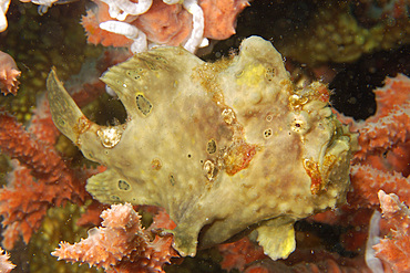 Painted frogfish, Antennarius pictus, perched on red sponge, Dumaguete, Negros, Philippines.