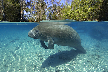 Florida manatee, Trichechus manatus latirostrus, Crystal River, Florida, USA