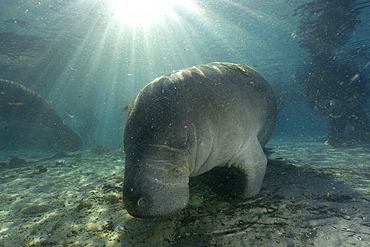 Florida manatee, Trichechus manatus latirostrus, Crystal River, Florida, USA