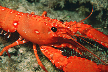 Hawaiian reef lobster, endemic, Enoplometopus occidentalis, Portlock, Oahu, Hawaii (N. Pacific)