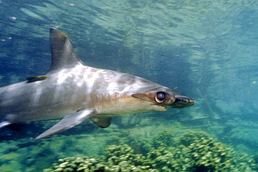 Scalloped hammerhead shark, Sphyrna lewini, Kaneohe Bay, Oahu, Hawaii (N. Pacific).