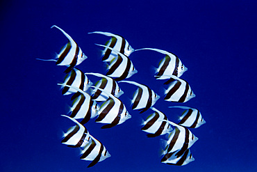 Pennant butterflyfish, juvenile, schooling Heniochus diphreutes, Portlock, Oahu, Hawaii (N. Pacific).