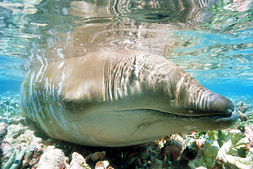 Beaked Whale stranded on coral reef during low tide, Mesoplodon sp., Mili, Marshall Islands (N. Pacific)..