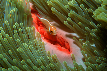 Pink anemonefish on sea anemone, Amphiprion periderion, Rongelap, Marshall Islands (N. Pacific).