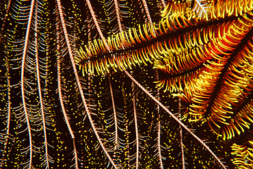 Feather stars, Oxycomanthus bennetti, Temple of Doom, Great Barrier Reef, Australia (S. Pacific).