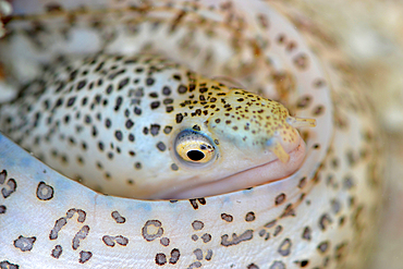 Peppered or Painted moray, Gymnothorax pictus, Nukuione Islet, off Mata 'Utu, Wallis and Futuna, South Pacific