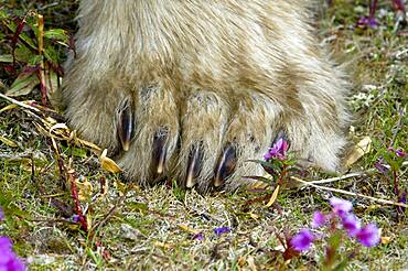 Polar bear paw