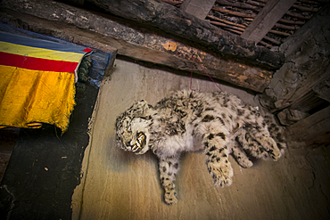 Snow leopard stuffed in a buddhist monastery