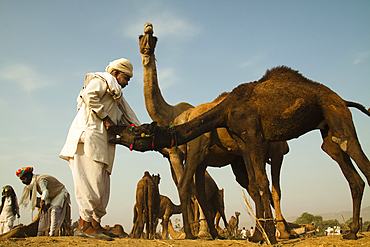 In the ground in Pushkar Camel Fair