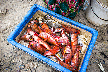 Fish box in the afternoon fish market in Soumb√©dioune beach when the canoes arrive loaded