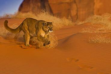 Mountain Lions in the mountains of Montana, United States