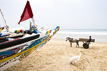 Pelican and boy on a cart pulled by a horse in the afternoon fish market in Mboro Plage beach when the canoes arrive loaded