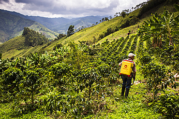 Fields of cofee in a coffee farm in Caldas