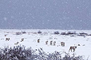 Caribous in winter landscape