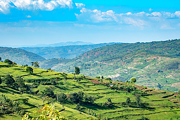 Terraced fields for farming cover the hills of northwestern Rwanda.