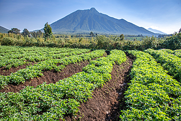 Potato fields on small farms near Volcanos National Park, Rwanda