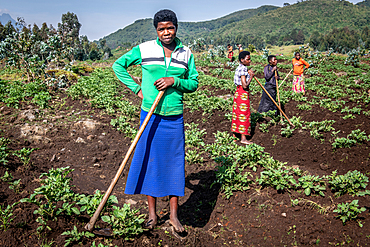 Workers in Potato fields on small farms near Volcanos National Park, Rwanda