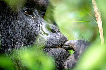 The eyes of a Mountain Gorilla (Gorilla beringei beringei) of the Muhoza group, peak out from behind foliage, in Volcanoes National Park, Virunga mountain range, Rwanda