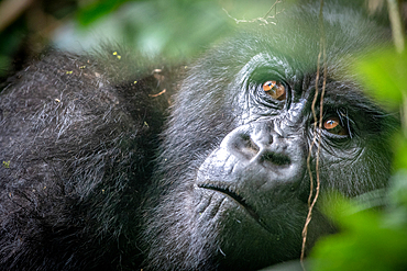 The eyes of a Mountain Gorilla (Gorilla beringei beringei) of the Muhoza group, peak out from behind foliage, in Volcanoes National Park, Virunga mountain range, Rwanda