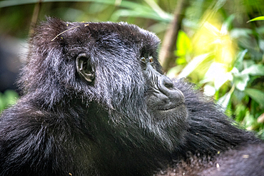 Mountain Gorilla's (Gorilla beringei beringei) of the Muhoza group, in Volcanoes National Park, Virunga mountain range, Rwanda