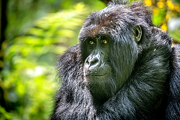 Mountain Gorilla (Gorilla beringei beringei) of the Muhoza group, in Volcanoes National Park, Virunga mountain range, Rwanda