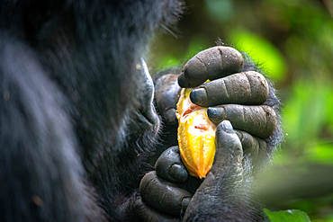 A Mountain Gorilla (Gorilla beringei beringei) of the Muhoza group, holds a fruit, in Volcanoes National Park, Virunga mountain range, Rwanda