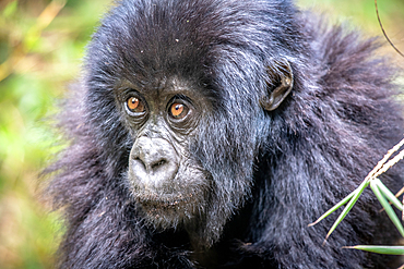 A baby Mountain Gorilla (Gorilla beringei beringei) of the Muhoza group, in Volcanoes National Park, Virunga mountain range, Rwanda