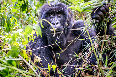 Mountain Gorilla (Gorilla beringei beringei) of the Muhoza group, in Volcanoes National Park, Virunga mountain range, Rwanda .